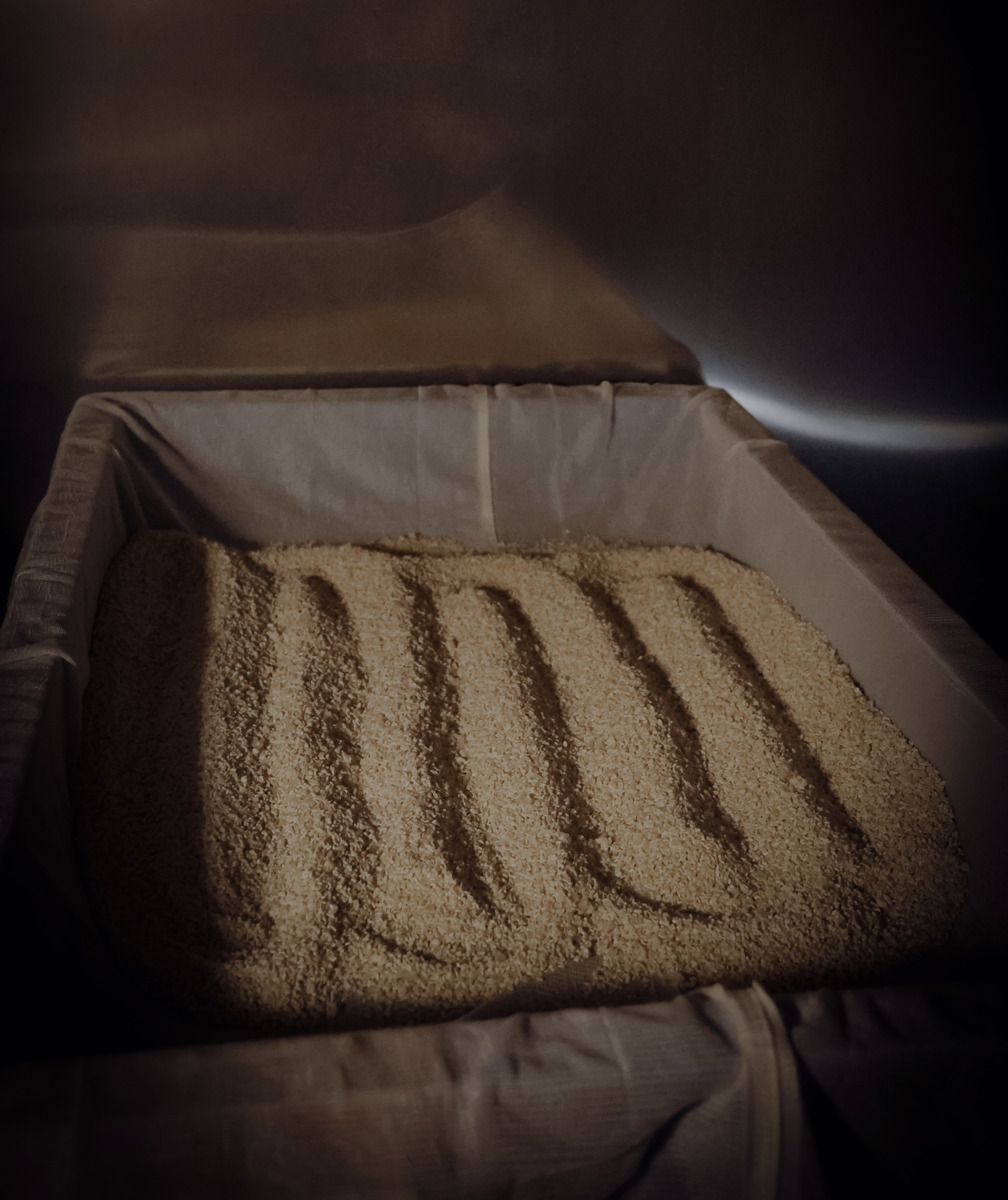 A magnified view of yeast cells.